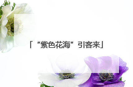 “紫色花海”引客来