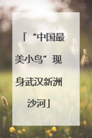 “中国最美小鸟”现身武汉新洲沙河