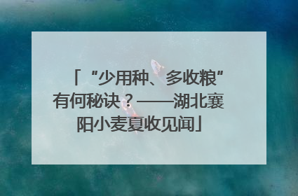 “少用种、多收粮”有何秘诀？——湖北襄阳小麦夏收见闻