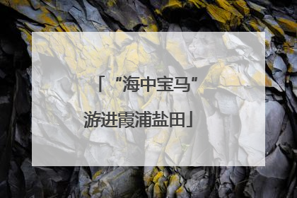 “海中宝马”游进霞浦盐田