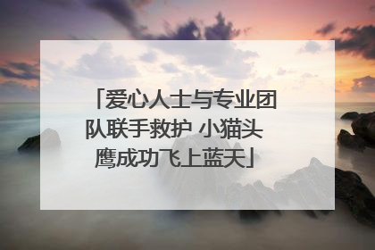 爱心人士与专业团队联手救护 小猫头鹰成功飞上蓝天