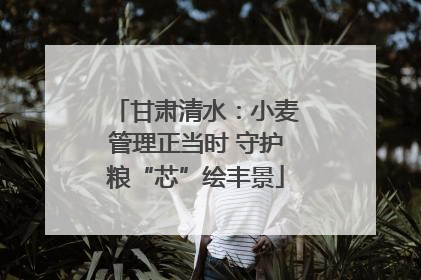 甘肃清水：小麦管理正当时 守护粮“芯”绘丰景