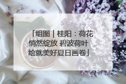 组图｜桂阳：荷花悄然绽放 碧波荷叶绘就美好夏日画卷
