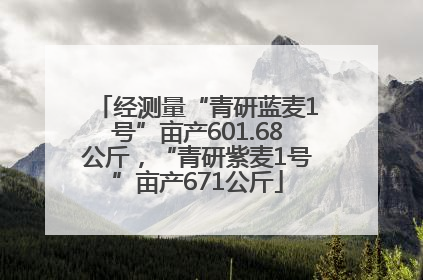 经测量“青研蓝麦1号”亩产601.68公斤，“青研紫麦1号”亩产671公斤
