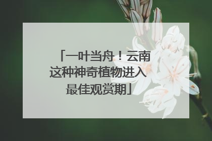 一叶当舟！云南这种神奇植物进入最佳观赏期