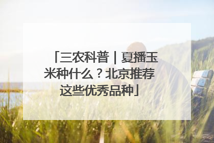 三农科普｜夏播玉米种什么？北京推荐这些优秀品种