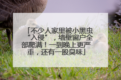 不少人家里被小黑虫“入侵”，墙壁窗户全部爬满！一到晚上更严重，还有一股臭味