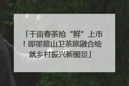 千亩春茶抢“鲜”上市！即墨鳌山卫茶旅融合绘就乡村振兴新图景