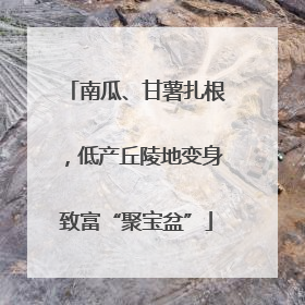 南瓜、甘薯扎根，低产丘陵地变身致富“聚宝盆”