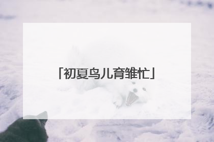初夏鸟儿育雏忙