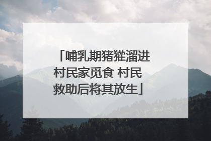 哺乳期猪獾溜进村民家觅食 村民救助后将其放生