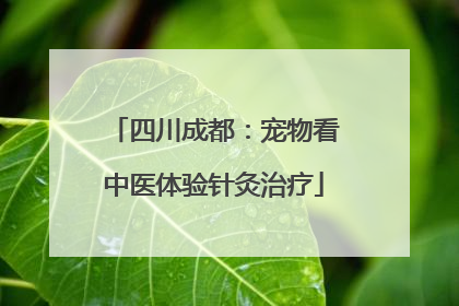 四川成都：宠物看中医体验针灸治疗