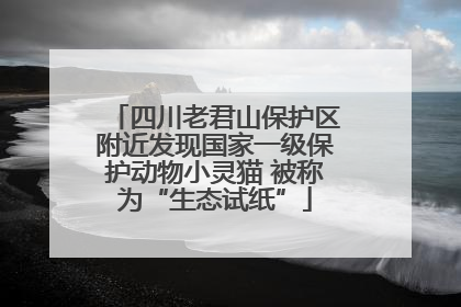 四川老君山保护区附近发现国家一级保护动物小灵猫 被称为“生态试纸”