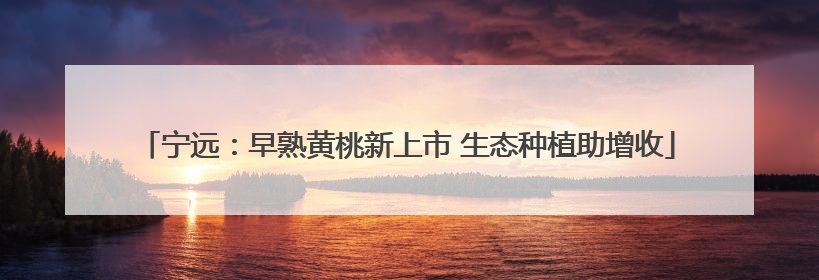 宁远：早熟黄桃新上市 生态种植助增收