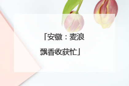 安徽：麦浪飘香收获忙