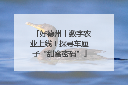 好德州丨数字农业上线！探寻车厘子“甜蜜密码”