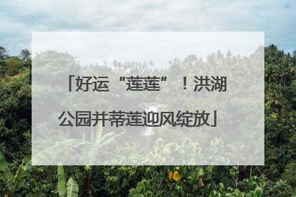 好运“莲莲”！洪湖公园并蒂莲迎风绽放