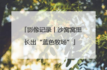 影像记录丨沙窝窝里长出“蓝色牧场”