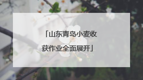 山东青岛小麦收获作业全面展开