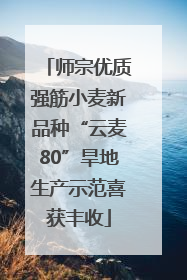 师宗优质强筋小麦新品种“云麦80”旱地生产示范喜获丰收