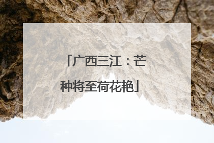 广西三江：芒种将至荷花艳