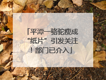 平潭一骆驼瘦成“纸片”引发关注！部门已介入