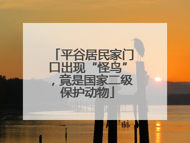 平谷居民家门口出现“怪鸟”，竟是国家二级保护动物
