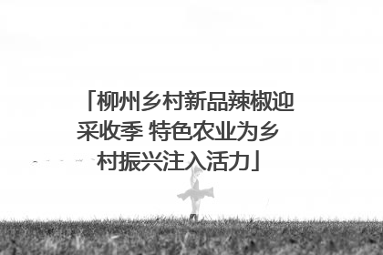 柳州乡村新品辣椒迎采收季 特色农业为乡村振兴注入活力