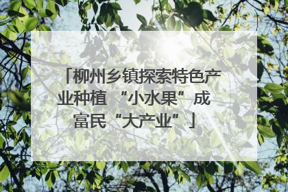 柳州乡镇探索特色产业种植 “小水果”成富民“大产业”