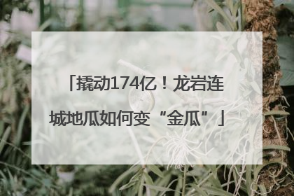 撬动174亿！龙岩连城地瓜如何变“金瓜”