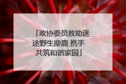 政协委员救助迷途野生麋鹿 携手共筑和谐家园