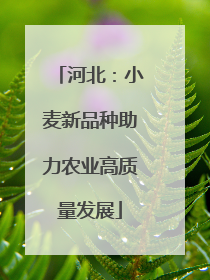 河北：小麦新品种助力农业高质量发展