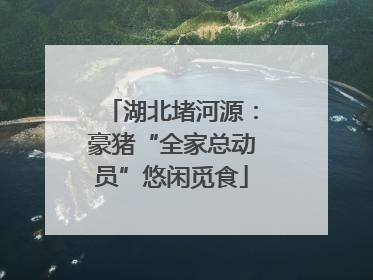 湖北堵河源：豪猪“全家总动员”悠闲觅食