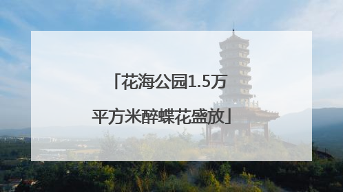花海公园1.5万平方米醉蝶花盛放