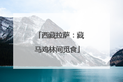 西藏拉萨：藏马鸡林间觅食