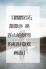 蹭蹭岩石散散步 祁连山拍到雪豹和豺撒欢画面