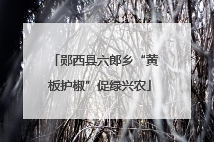 郧西县六郎乡“黄板护椒”促绿兴农