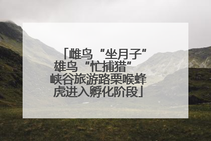雌鸟“坐月子”雄鸟“忙捕猎” 峡谷旅游路栗喉蜂虎进入孵化阶段