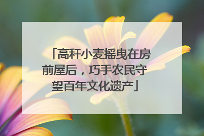 高秆小麦摇曳在房前屋后，巧手农民守望百年文化遗产