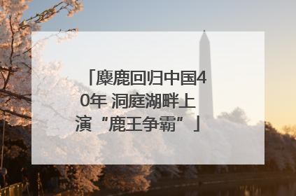 麋鹿回归中国40年 洞庭湖畔上演“鹿王争霸”